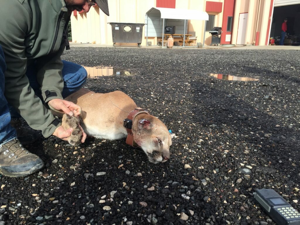 A real life mountain lion