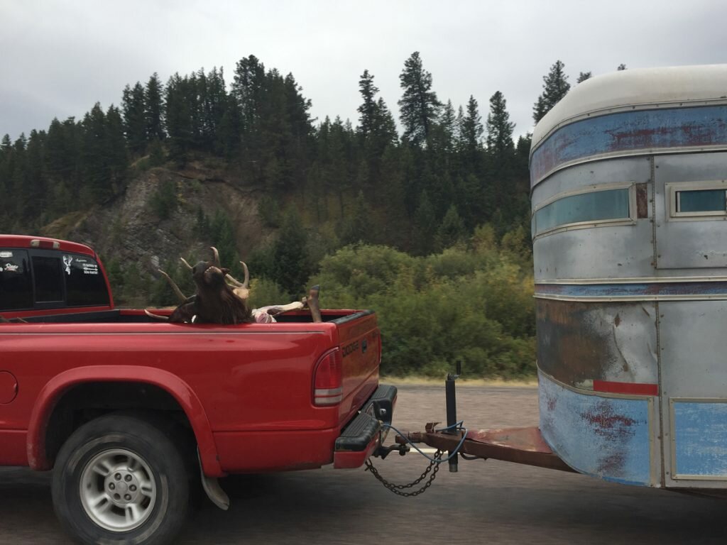 Driving into Cody next to this guy after his casual day hunting..